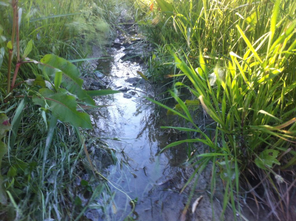 Piccolo paradiso incontaminato per gli anfibi.