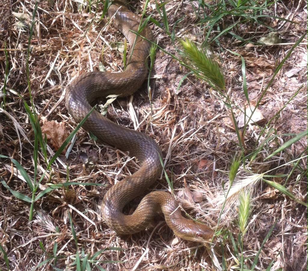 Zamenis lineatus calabrese