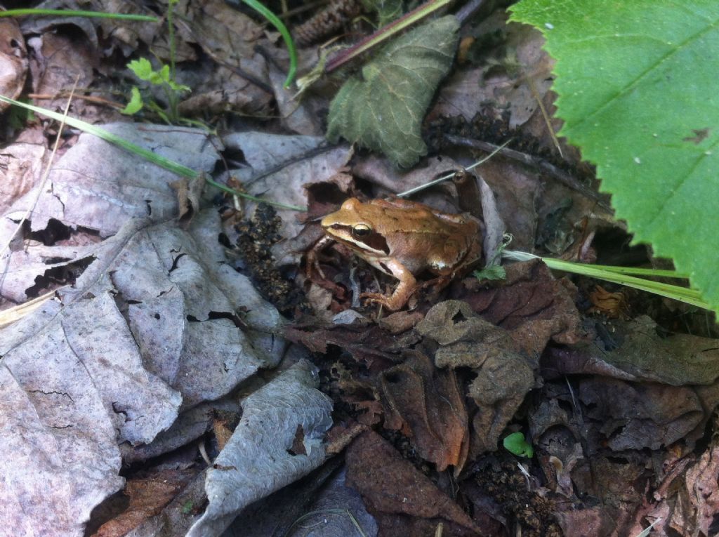 Piccolo paradiso incontaminato per gli anfibi.