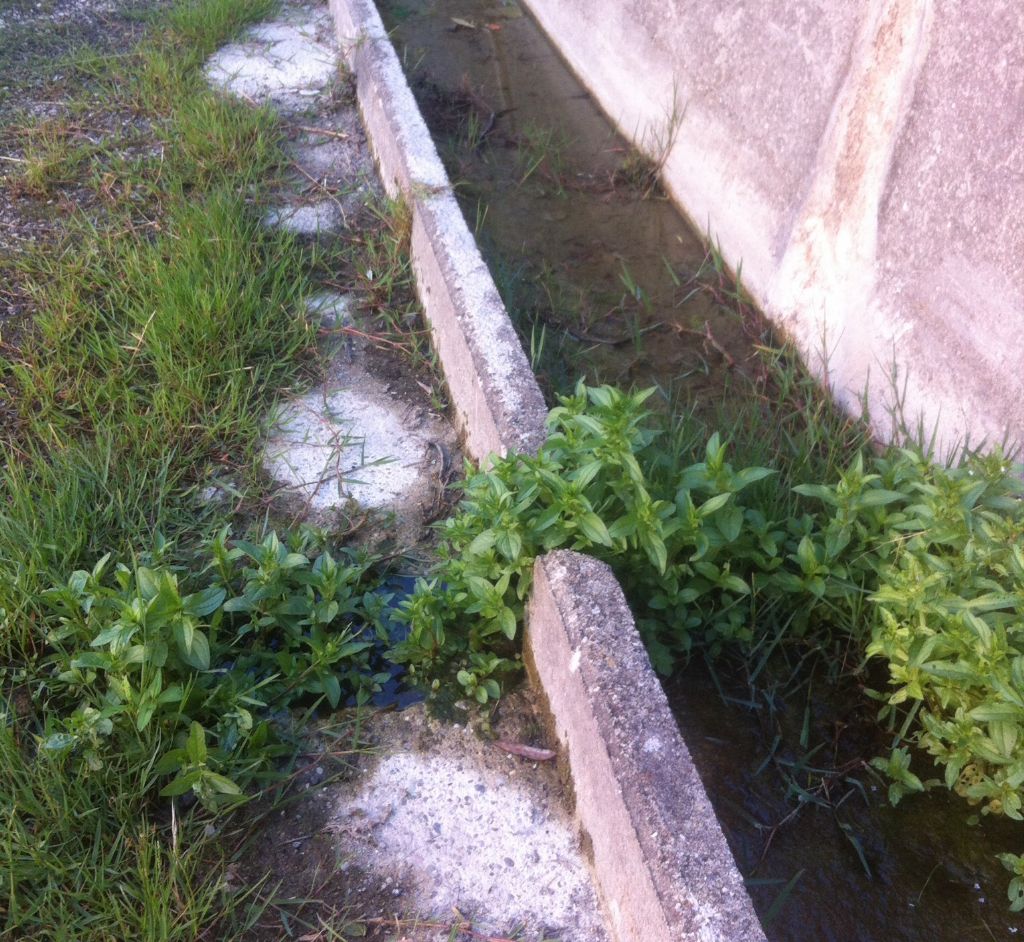 Piccolo paradiso incontaminato per gli anfibi.