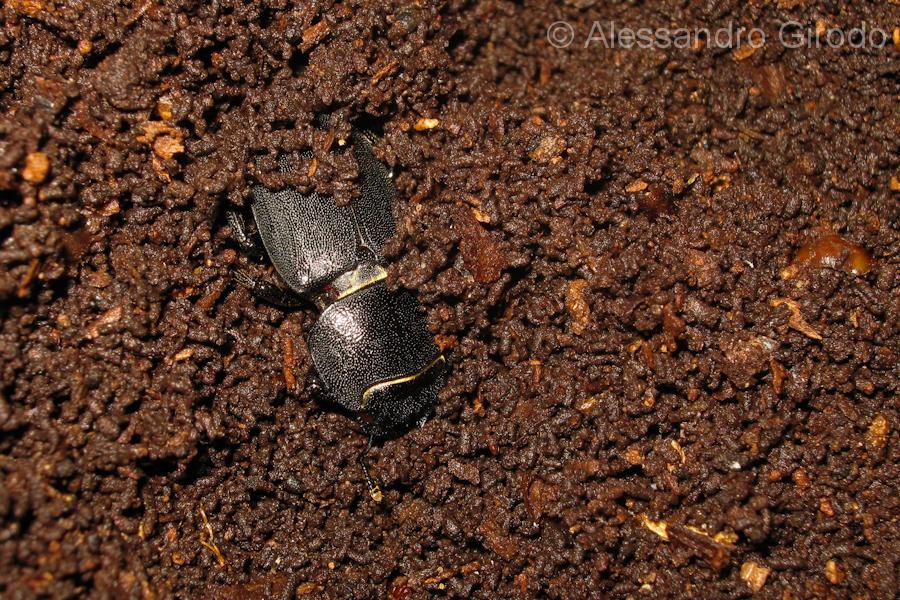 Lucanidae: Dorcus parallelipipedus