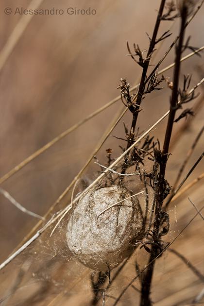 Cocoon di Argiope? S. Argiope bruennichi - Bussoleno (TO)