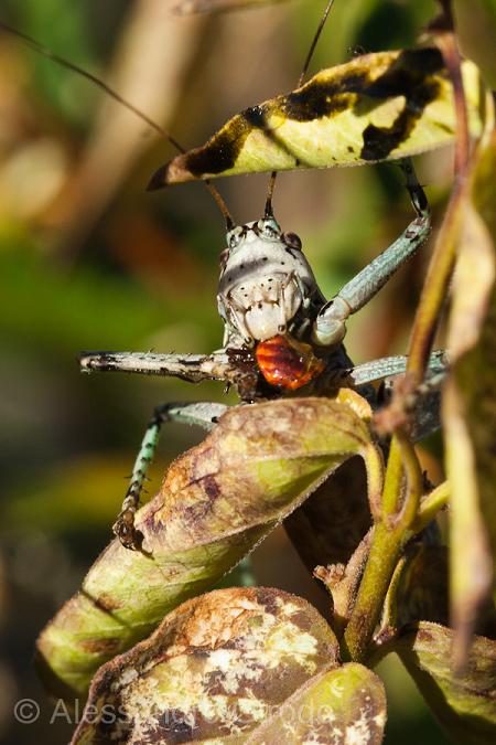 Tropidothorax leucopterus: da ninfa ad adulto