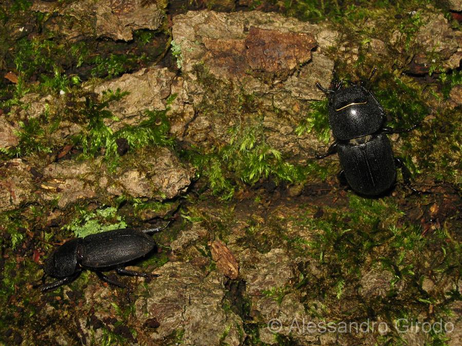 Lucanidae: Dorcus parallelipipedus