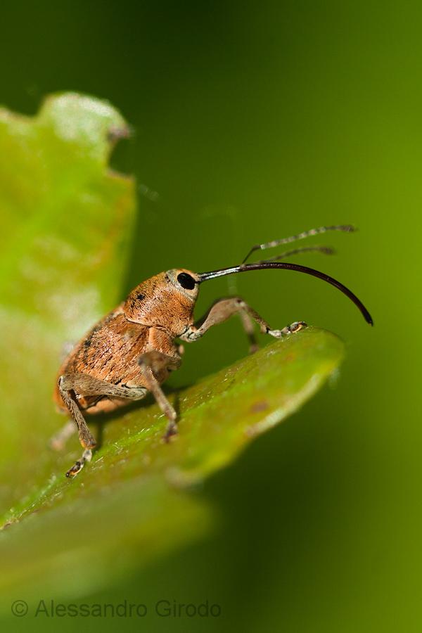 Curculio glandium - Curculionidae