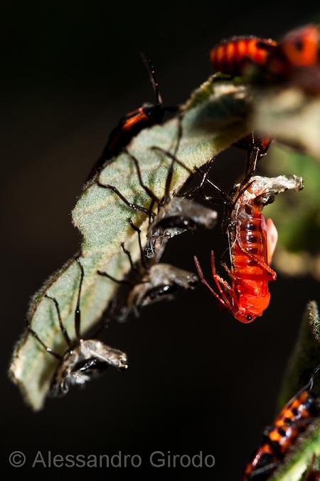 Tropidothorax leucopterus: da ninfa ad adulto