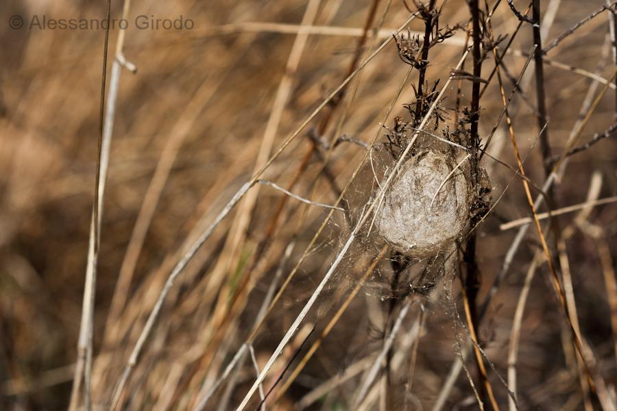 Cocoon di Argiope? S. Argiope bruennichi - Bussoleno (TO)