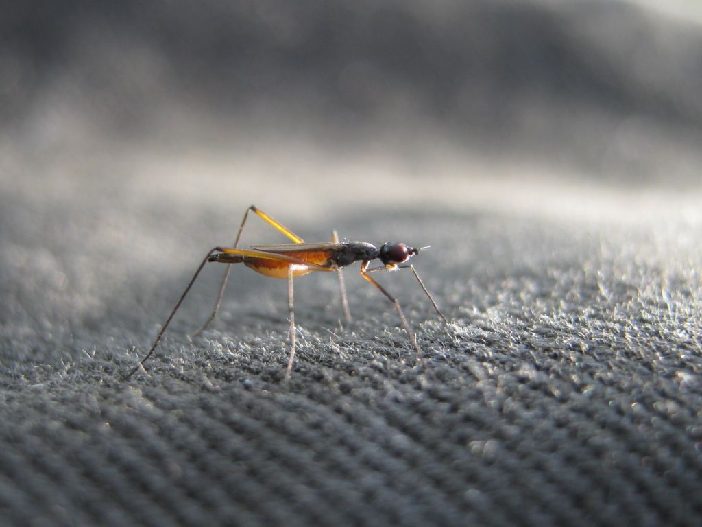 Micropezidae