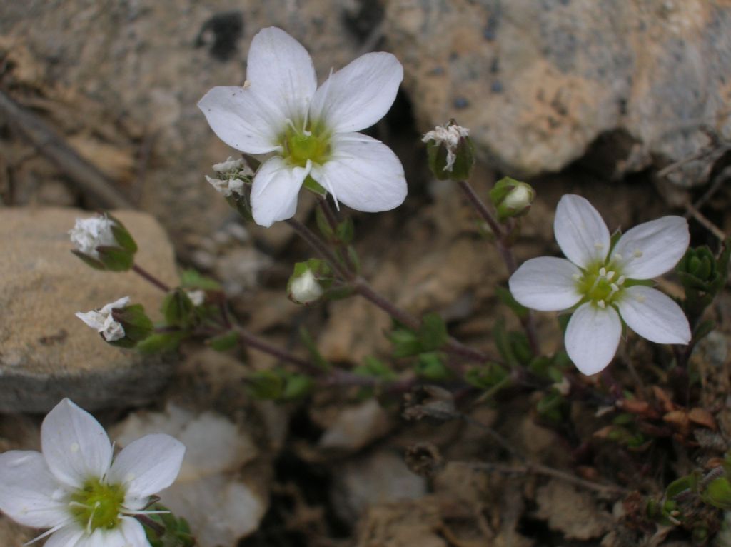 Minuartia verna