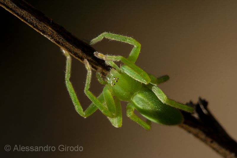 Micrommata virescens - Foresto (TO)