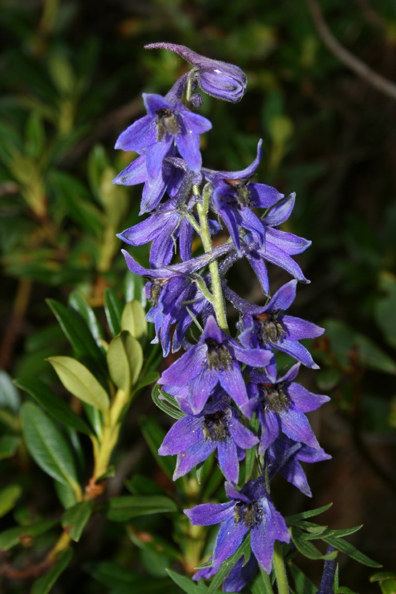 Delphinium dubium / Speronella alpina