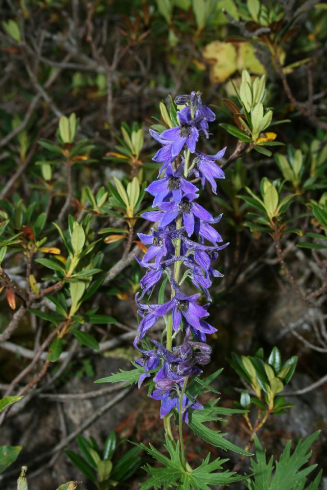 Delphinium dubium / Speronella alpina