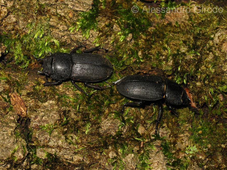 Lucanidae: Dorcus parallelipipedus