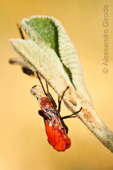Tropidothorax leucopterus: da ninfa ad adulto