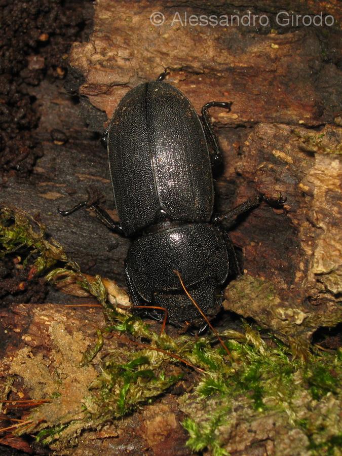 Lucanidae: Dorcus parallelipipedus