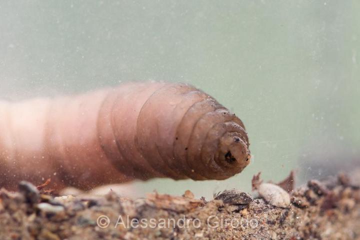 Faccia da Tipulidae!