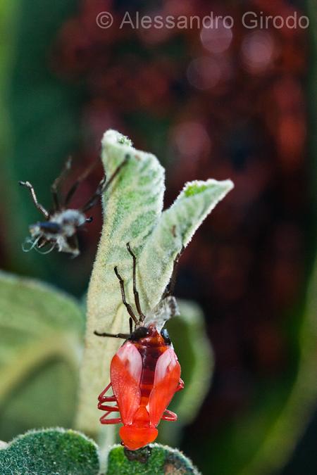 Tropidothorax leucopterus: da ninfa ad adulto