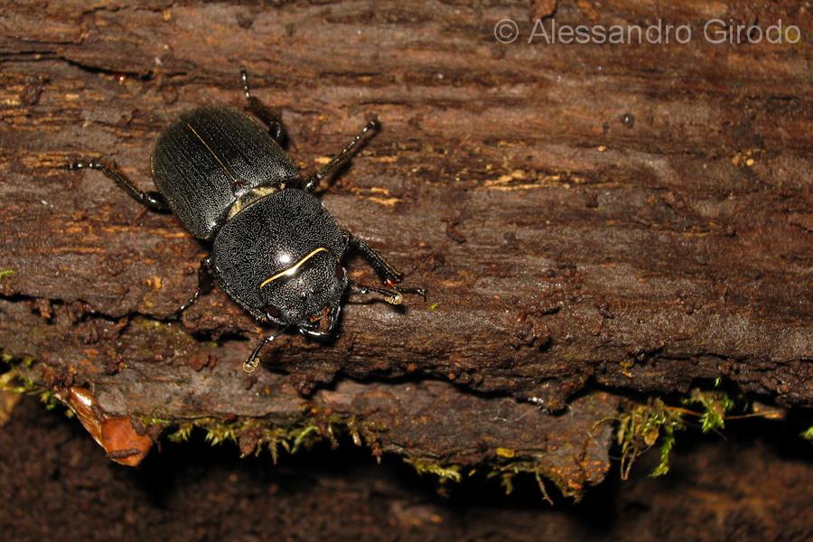 Lucanidae: Dorcus parallelipipedus