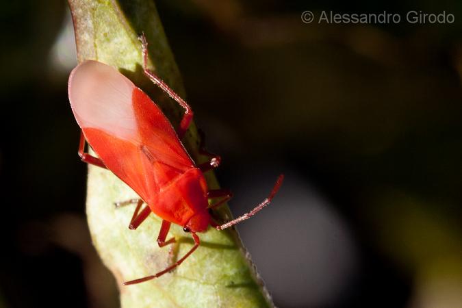 Tropidothorax leucopterus: da ninfa ad adulto