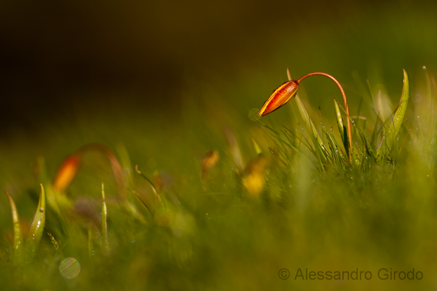 Tulipa australis