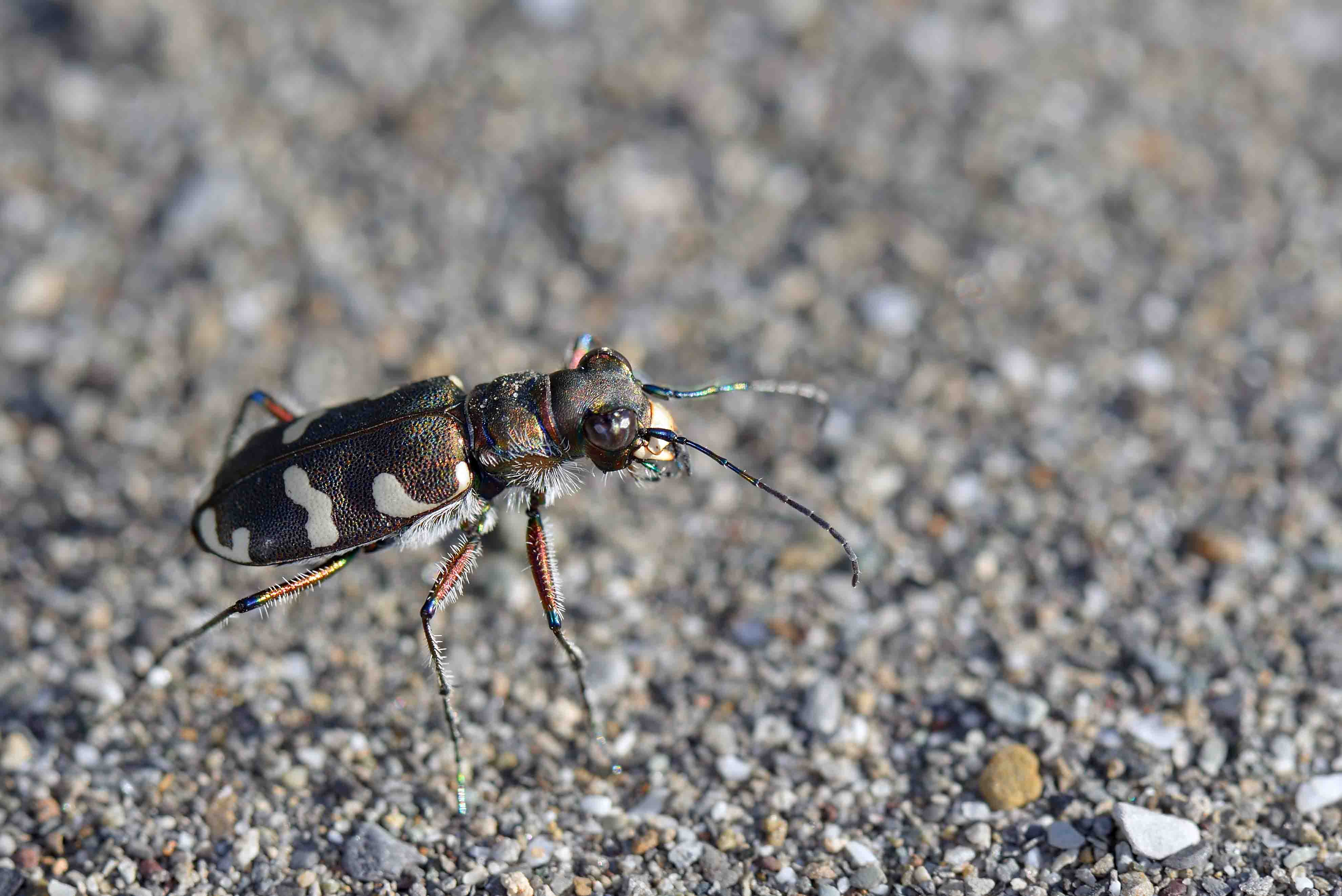 Carabidae: Cicindela majalis?  ...Cicindela cfr. hybrida transversalis