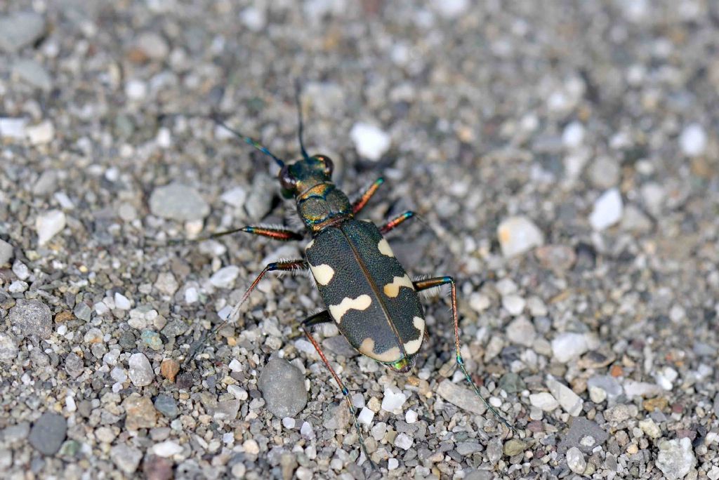 Carabidae: Cicindela majalis?  ...Cicindela cfr. hybrida transversalis