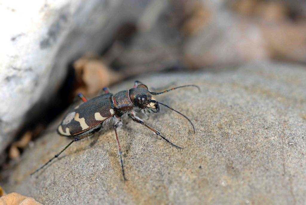 Carabidae: Cicindela majalis?  ...Cicindela cfr. hybrida transversalis