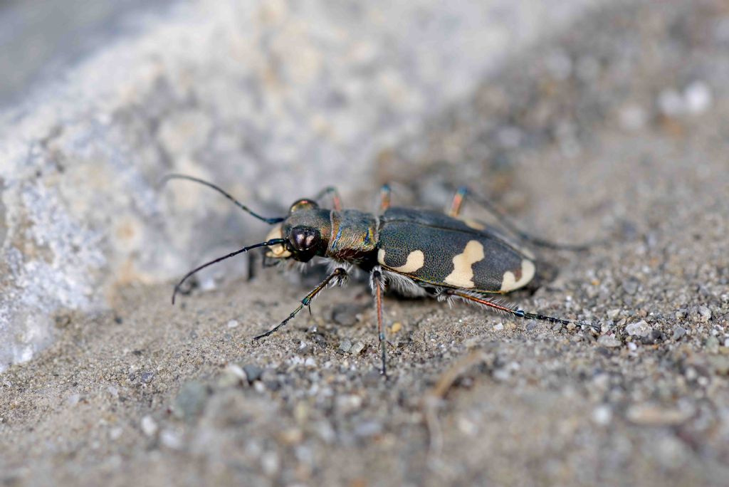 Carabidae: Cicindela majalis?  ...Cicindela cfr. hybrida transversalis