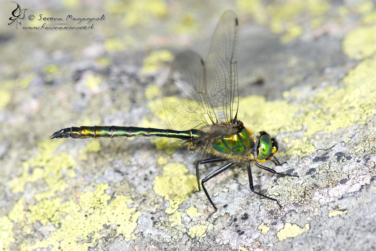 Somatochlora metallica? s!