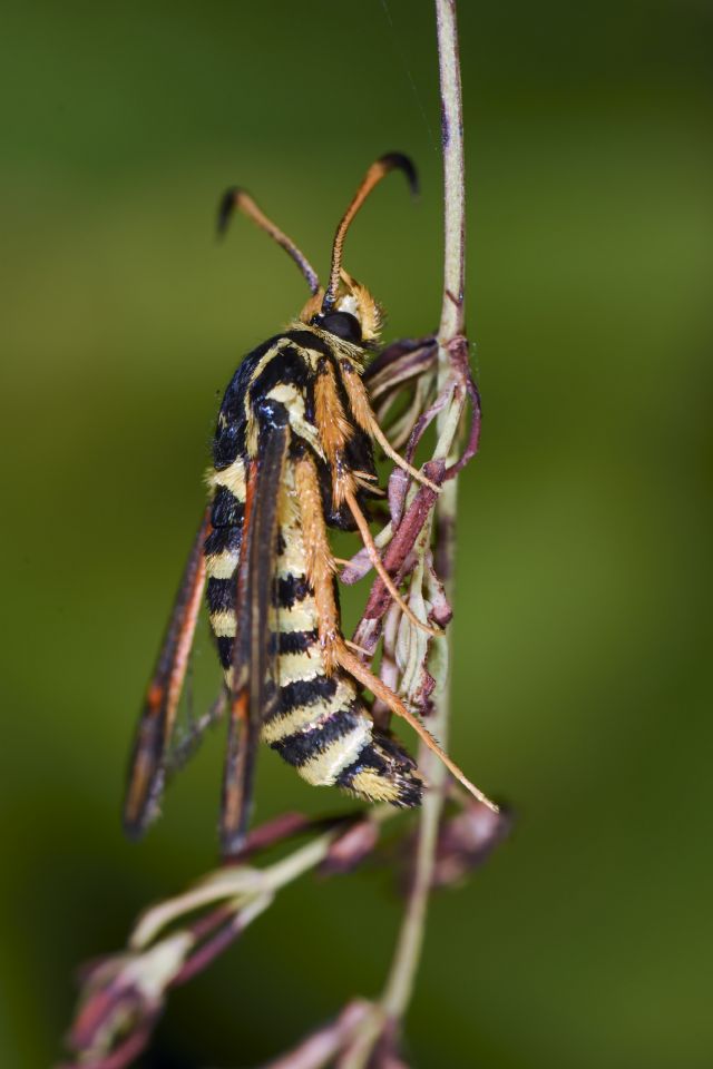 Sesiidae: Sesia o Bembecia? Bembecia ichneumoniformis