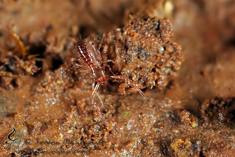 Pseudoscorpione: Chthonius sp.