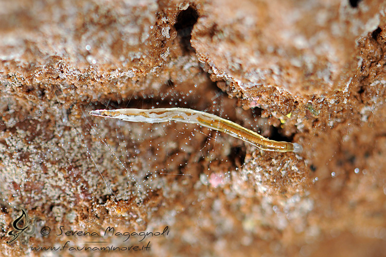 Larva dittero ID