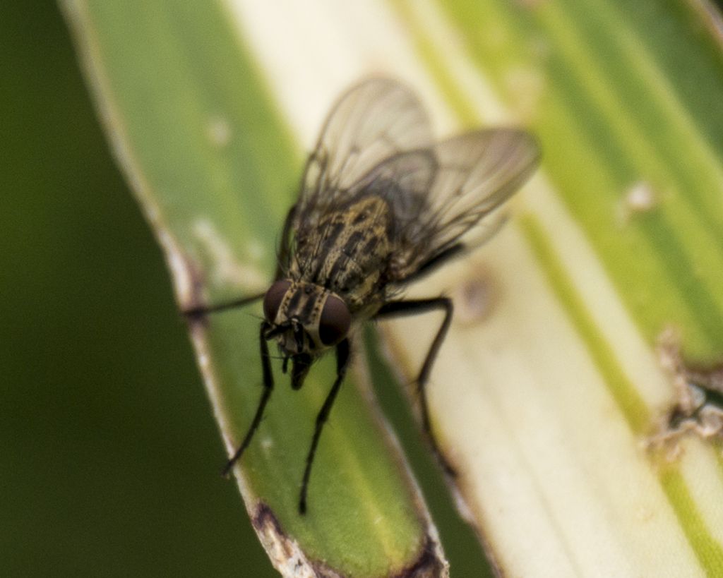 Muscidae:  Helina sp. o Phaonia sp.