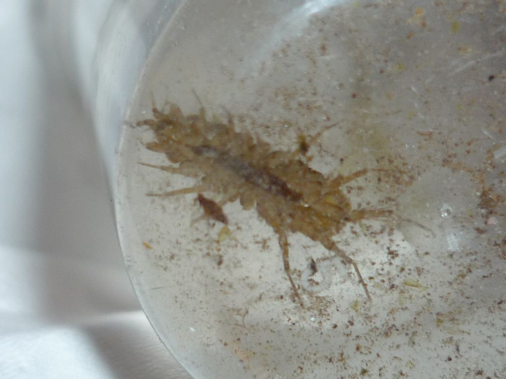 Crostaceo: Asellus aquaticus (Isopoda Asellidae)