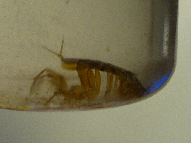 Crostaceo: Asellus aquaticus (Isopoda Asellidae)