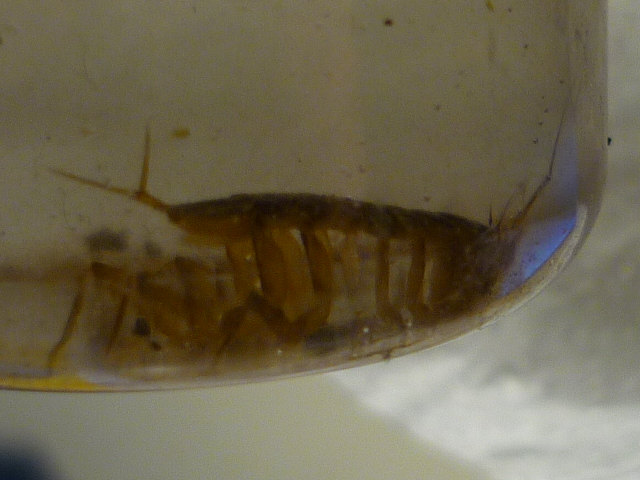 Crostaceo: Asellus aquaticus (Isopoda Asellidae)