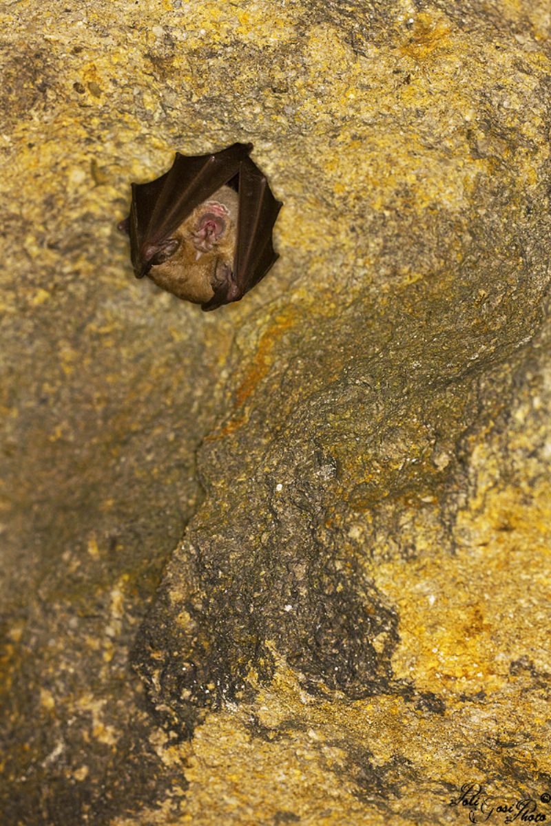 Aiuto ID Pipistrelli - Rhinolophus sp.