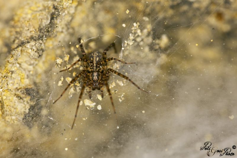 Tegenaria sp. - Piacenza