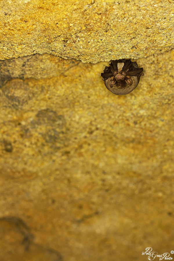 Aiuto ID Pipistrelli - Rhinolophus sp.