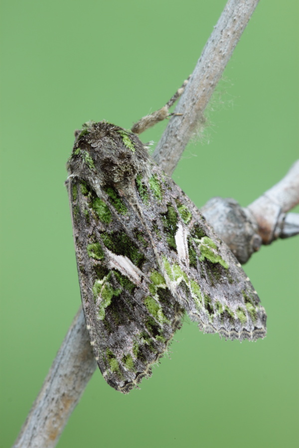 Aiuto ID Falena - Trachea atriplicis