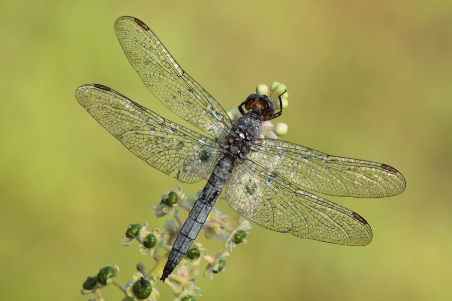 Maschio di Orthetrum coerulescens? - Si