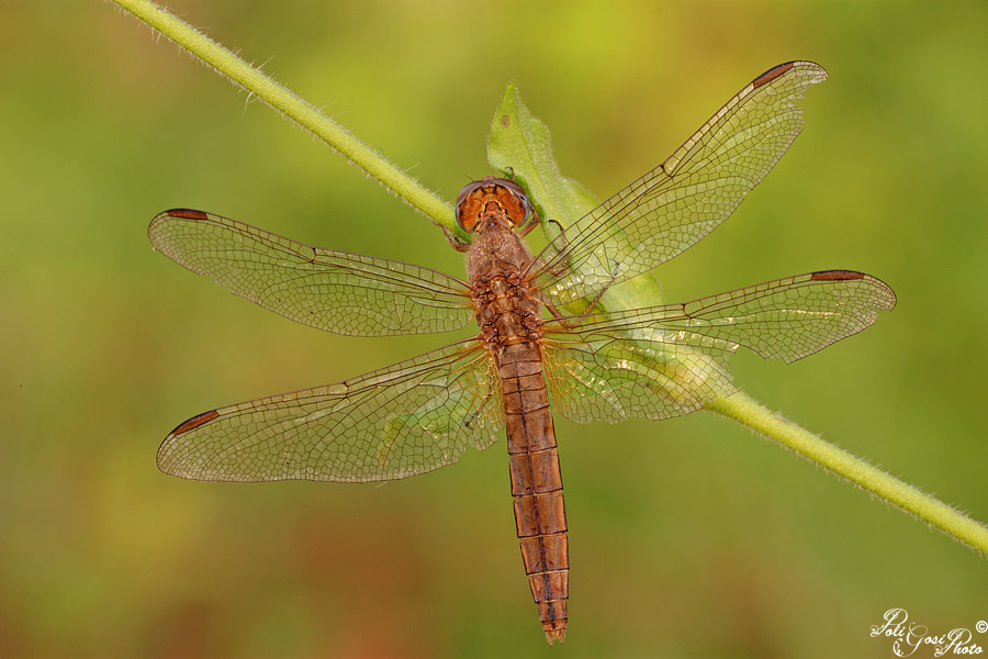 Aiuto ID libellula