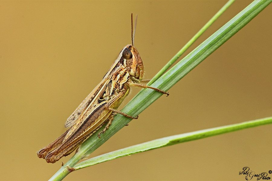 femmina di Euchorthippus declivus