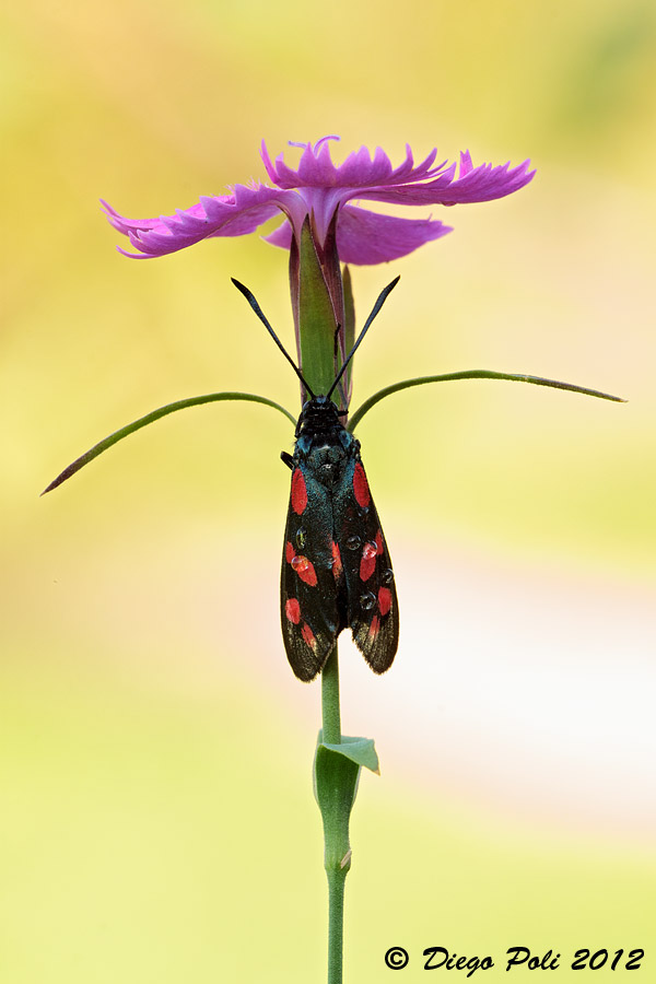 conferma ID Zygaena