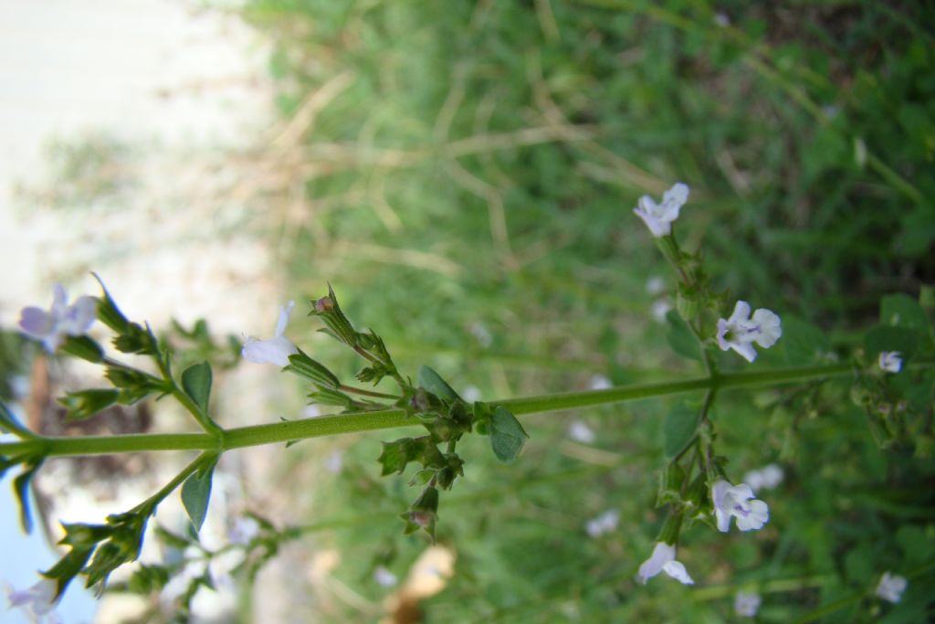 Clinopodium (=Calamintha) nepeta