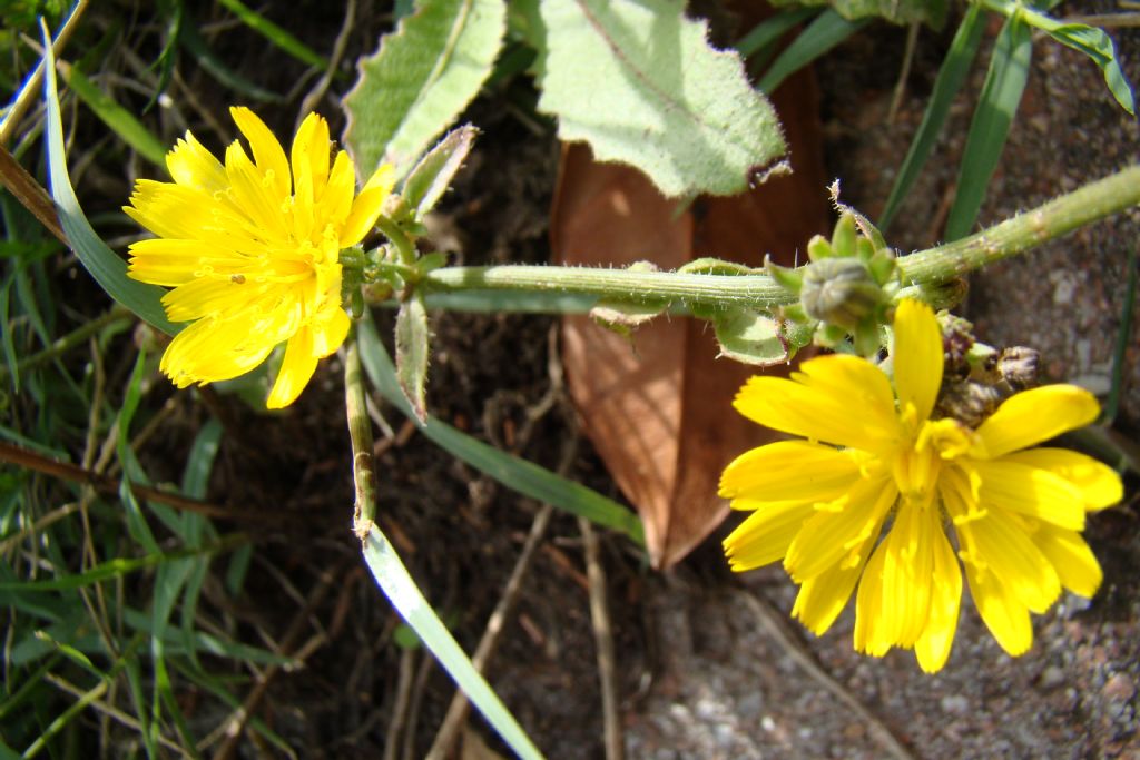 Picris hieracioides