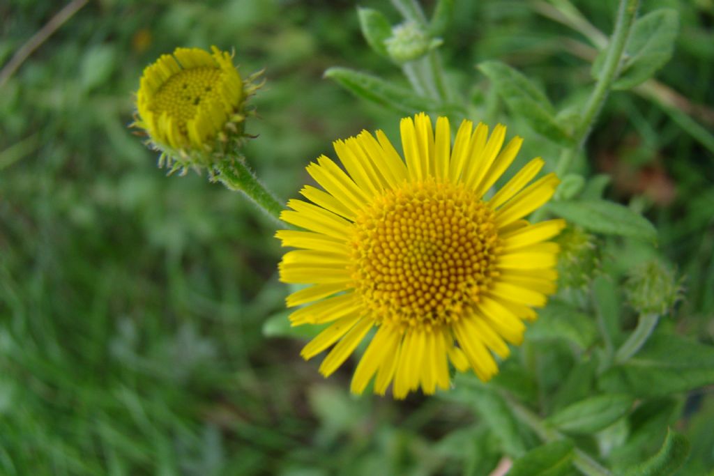 Pulicaria dysenterica