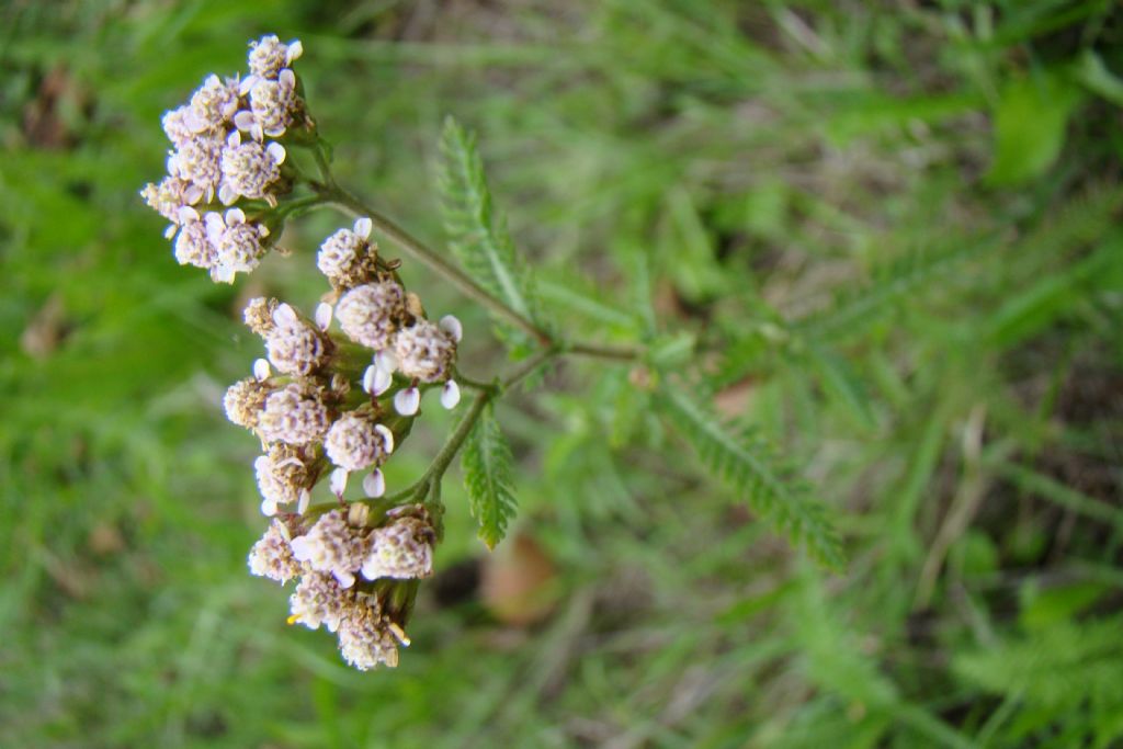 foto 4 - Achillea sp.