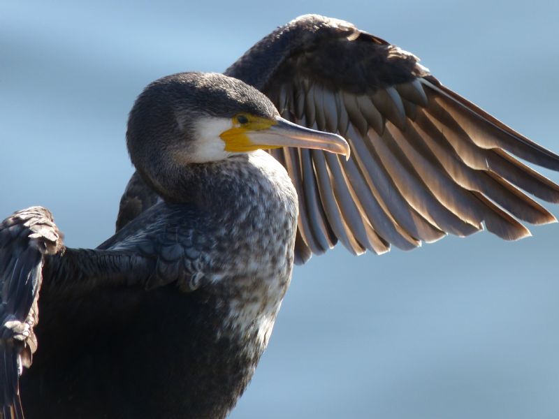 Cormorano