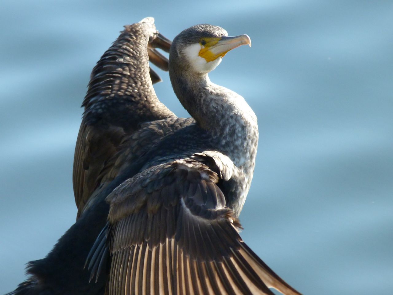 Cormorano